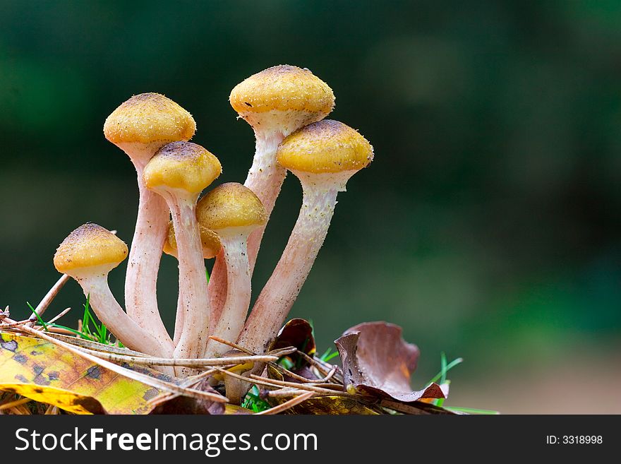 A bunch of tiny yellow mushrooms . A bunch of tiny yellow mushrooms .