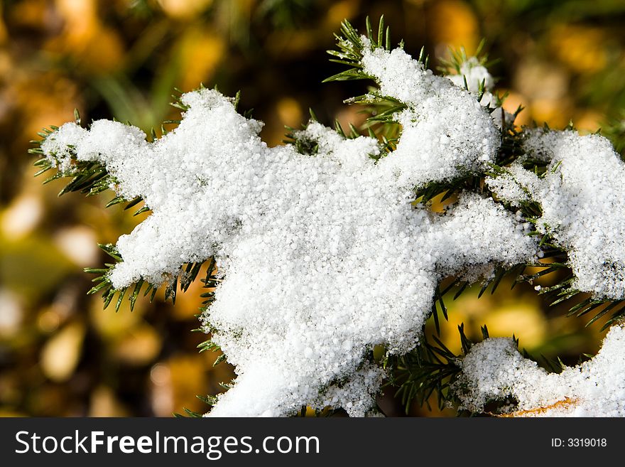 Fir Branch In Snow