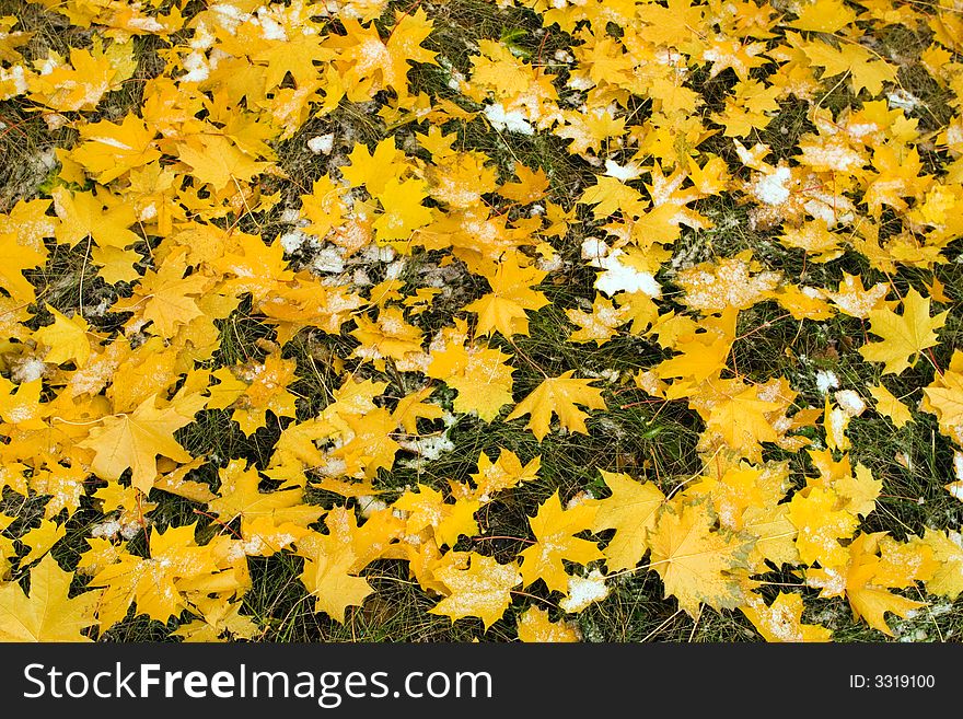 Autumn canadian maple yellow leaf. Autumn canadian maple yellow leaf