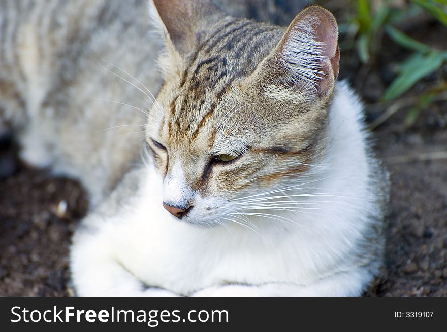 Brown white cat looking down