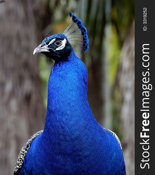 A blue peacock strutting before opening wings