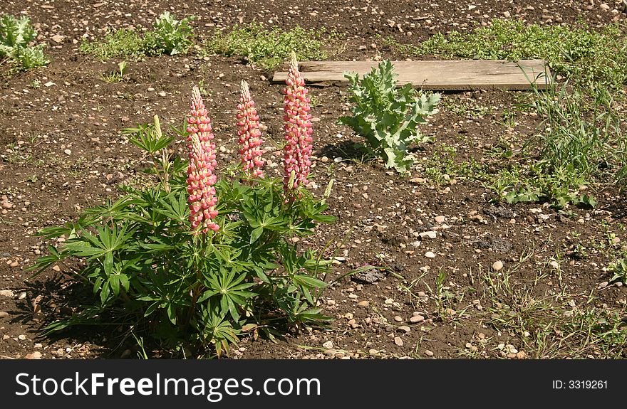 Lupins growing on a patch of land
