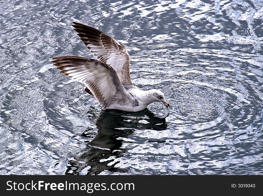 Taken as gull landed in water. Taken as gull landed in water