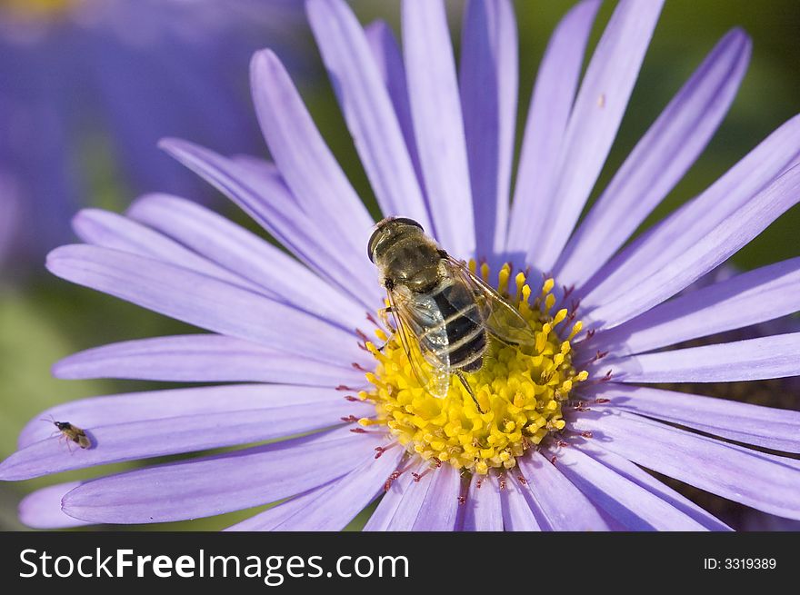 Bee flower macro