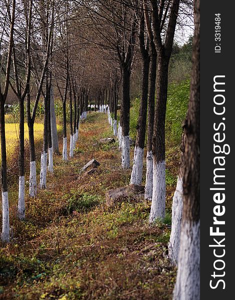 These trees live just beside the cornfield. These trees live just beside the cornfield