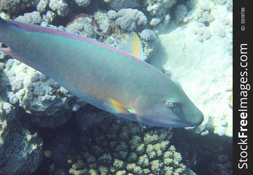 Parrot fish in the Red sea