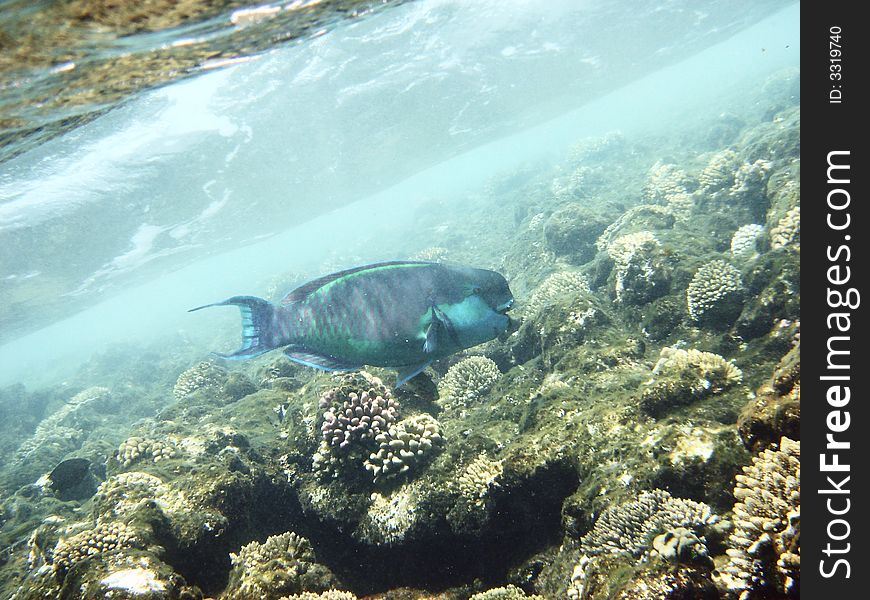 Parrot fish in the Red sea