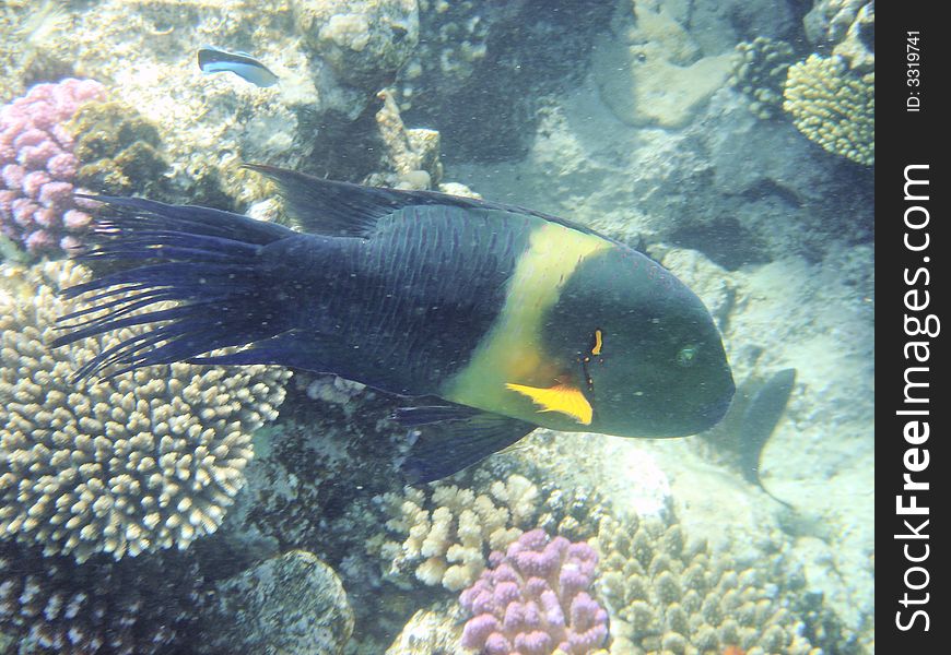 Angelfish on coral reef Red sea