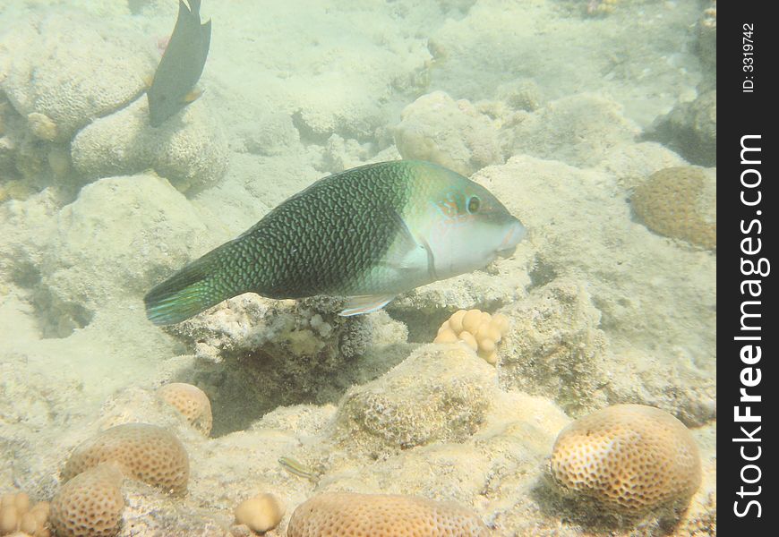 Angelfish  in the red sea