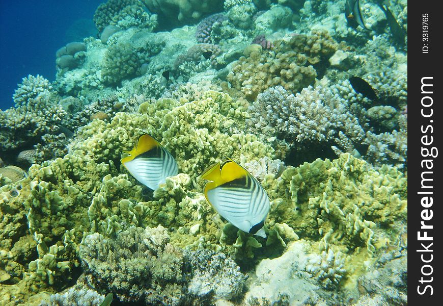 Angelfish on the coral reef