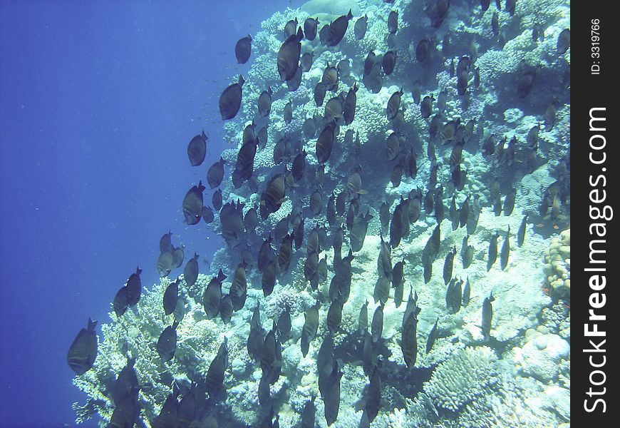 Angelfish and coral reef Red sea