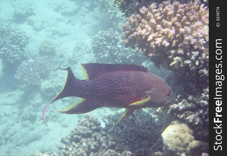 Tropical fish in the Red sea