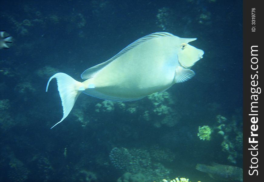 Filefish in the Red sea