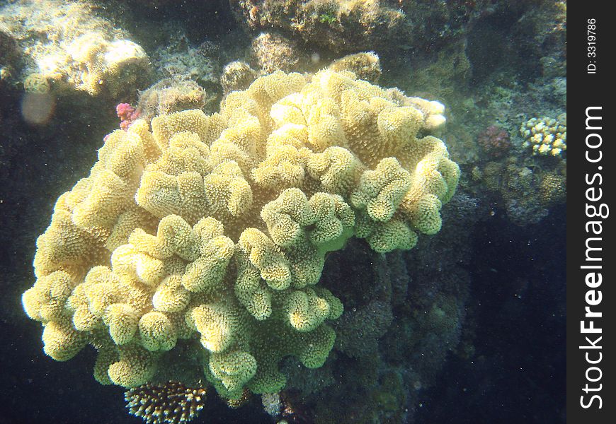 Alcyonarians, soft coral  in the Red sea