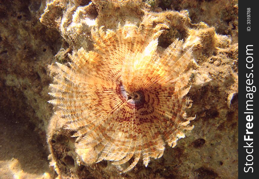 Sea lily in the red sea