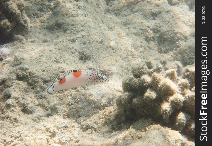 Angelfish in the red sea