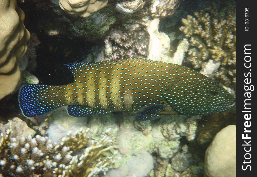 Tropical fish in the Red sea