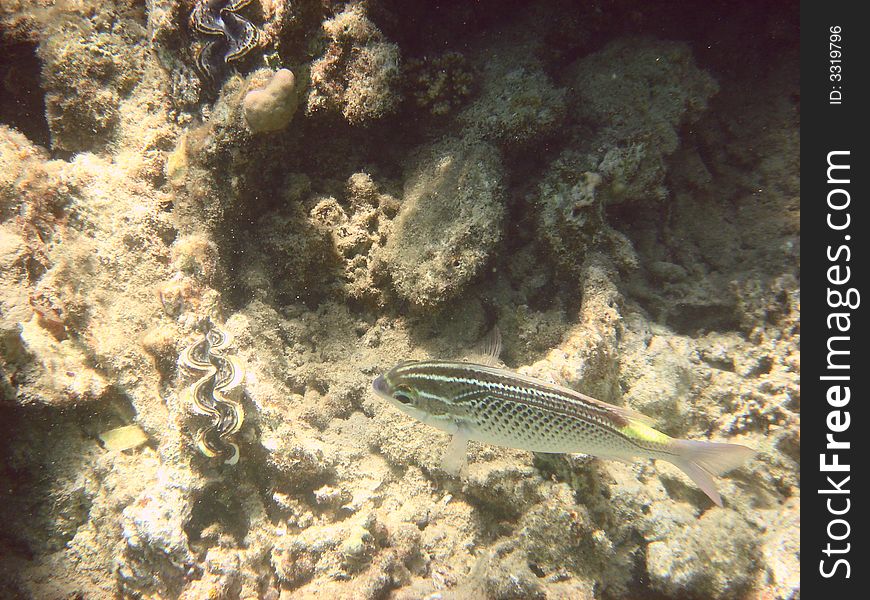 Angelfish in the Red sea