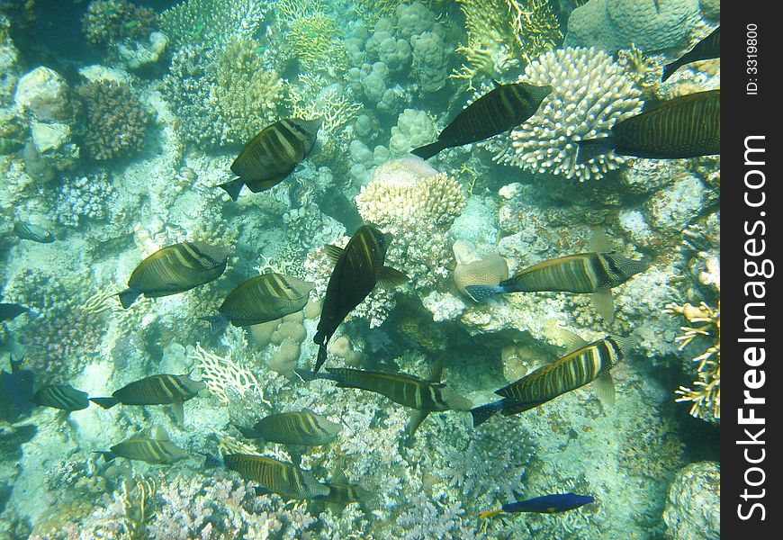 Tropical fish ahd coral reef