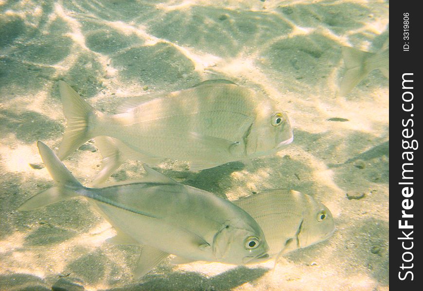 Tropical fish on shallow water
