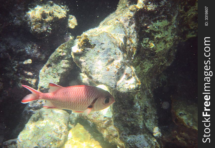 Red  tropical fish in the Red sea. Red  tropical fish in the Red sea