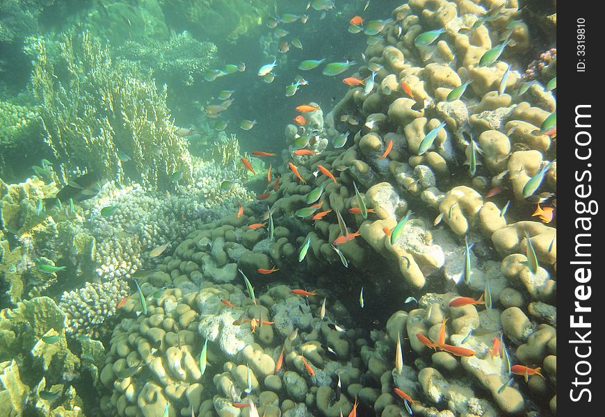 Red angelfish and coral reef in the Red sea