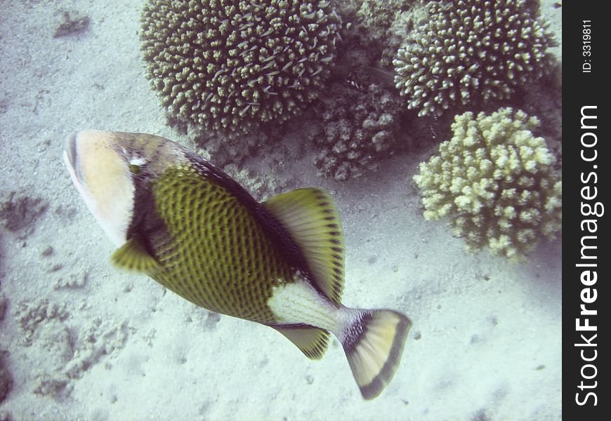 Tropical fish in the Red sea