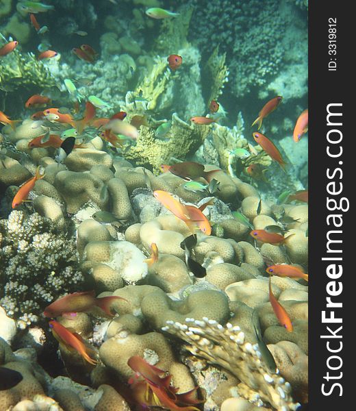 Red angelfish and coral reef