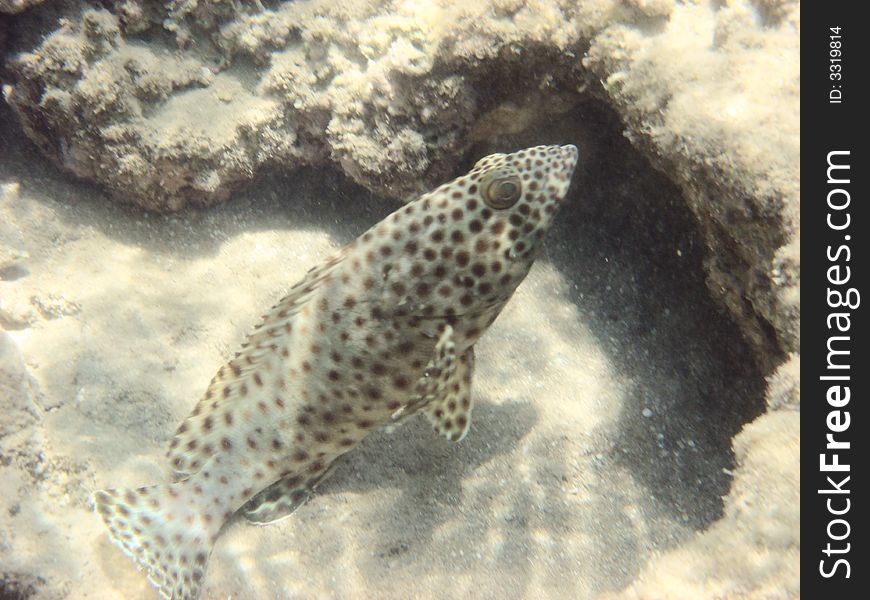 Tropical fish in the Red sea