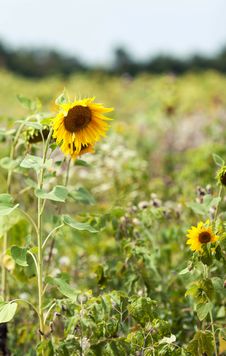 Sunflowers In A Field In The Nature Royalty Free Stock Image