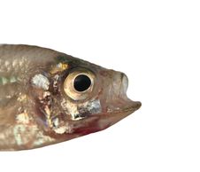 Fresh Saltwater Dead Fish Isolated On White Background Stock Photos Fresh Saltwater Dead Fish Isolated On White Background Stock Photos