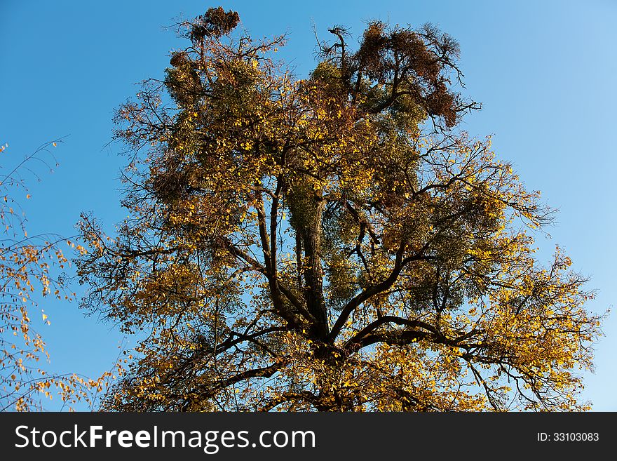 Autumn trees with bright yellow leaves in the park