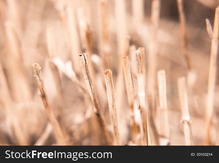 Straw texture for background with natural light during the day