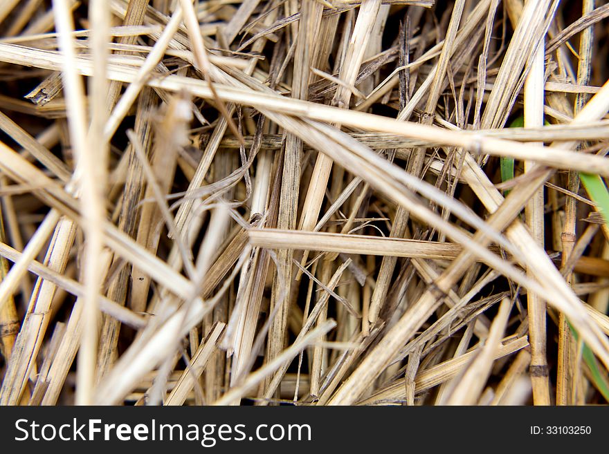 Straw background texture close-up of a day