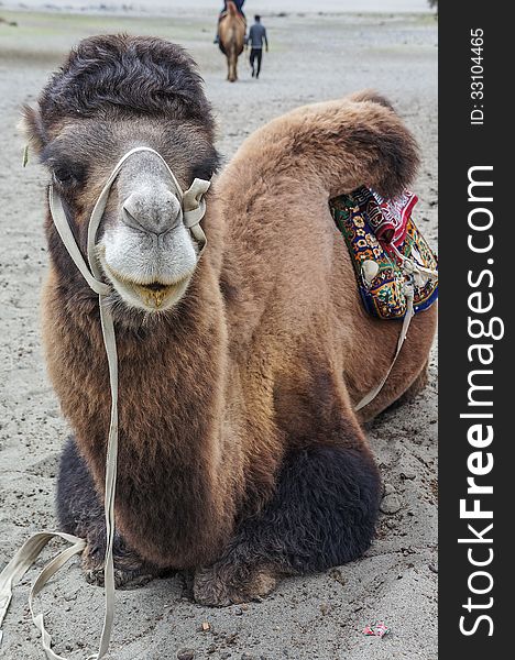 A young camel in Nubra Valley, Ladakh.