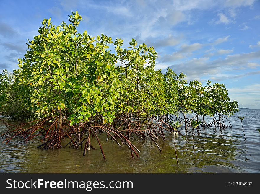 Mangrove plants growing in wetlands.protective earth connection from the storm. And breeding animals.