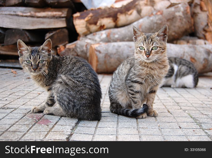 Two Homeless Brothers Cats