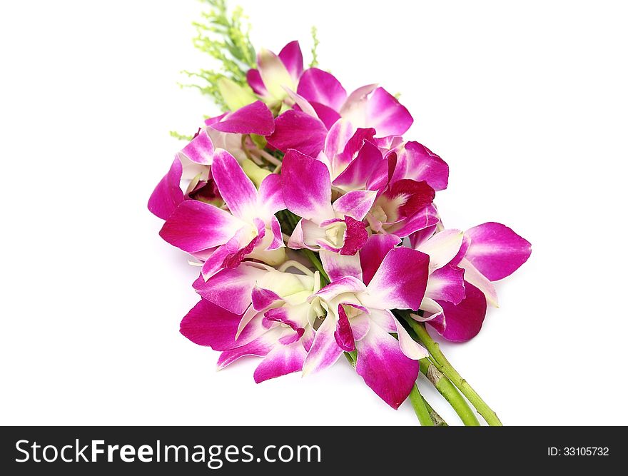 Pink orchid isolated on white