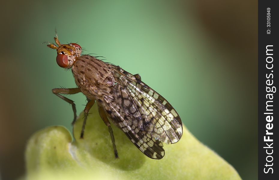 Fly Trypetoptera Punctulata, Family Sciomyzidae