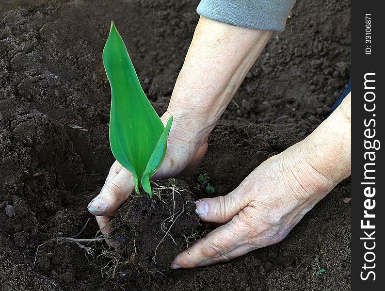 Old peasant hands plant a green sprout in the soil. Old peasant hands plant a green sprout in the soil