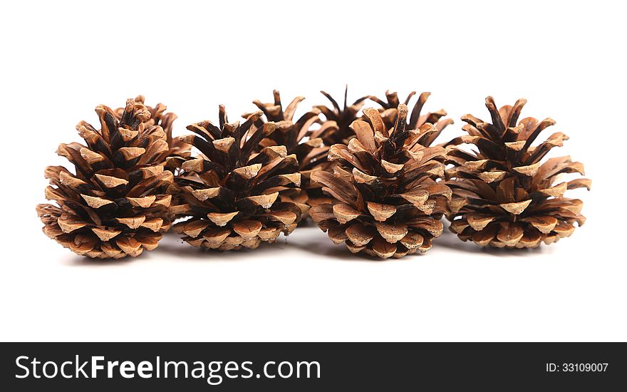 Row of pine cones. Close up. White background.