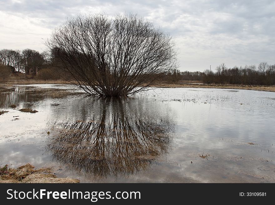 Bare spring bush reflects in the water under cloudy sky