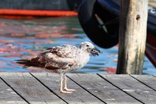 Seagull Eats Fish Stock Photos
