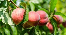 Ripe Peaches Royalty Free Stock Photography Ripe Peaches Royalty Free Stock Photography