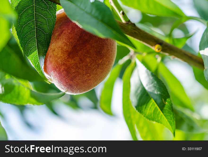 Ripe peaches fruits on a branch