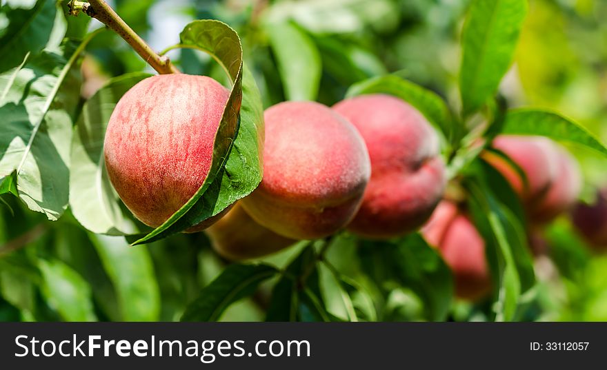 Ripe peaches fruits on a branch