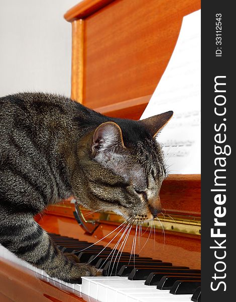 Cat plays piano