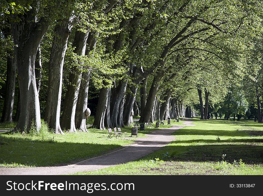 Alley of trees