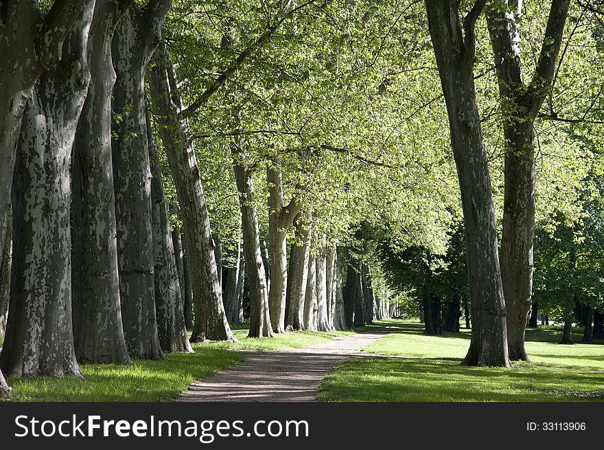 In the morning under the trees in the park. In the morning under the trees in the park