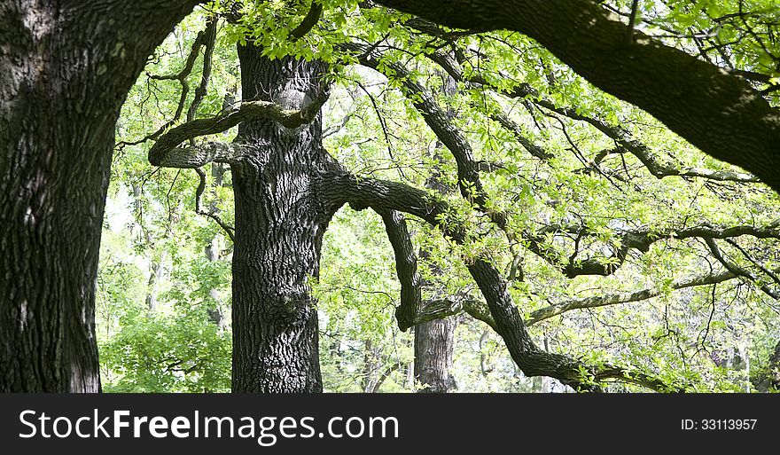 Old oaks and gnarled branches in the park in a luscios green color in springtime. Old oaks and gnarled branches in the park in a luscios green color in springtime